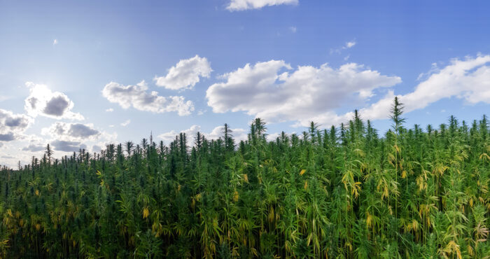 Aerial view of growing Cannabis field under blue bright sky