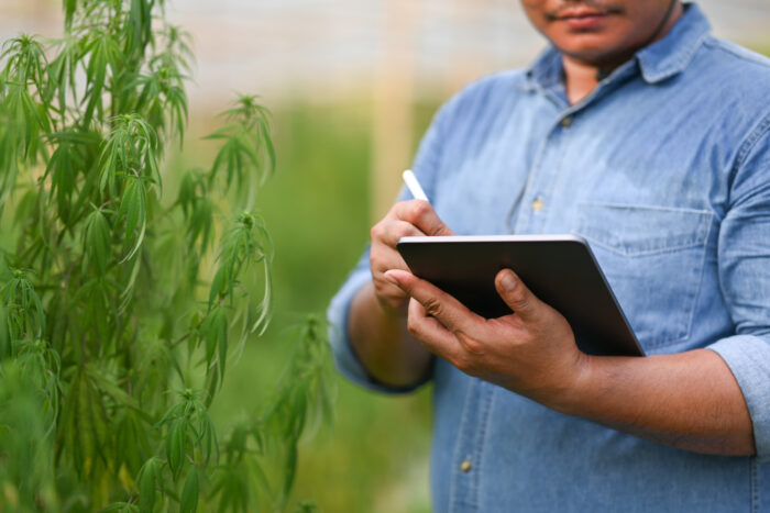 Asian male smart farmer using digital tablet and checking cannabis plants in greenhouse.