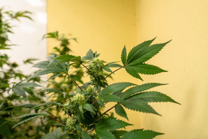 Cannabis flower and cannabis leaf in marijuana organic farm