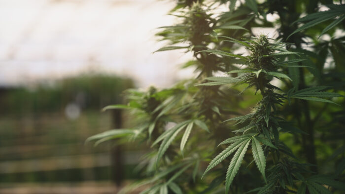 Cannabis plant growing at outdoors marijuana farm. Cannabis plantation for medical concept.
