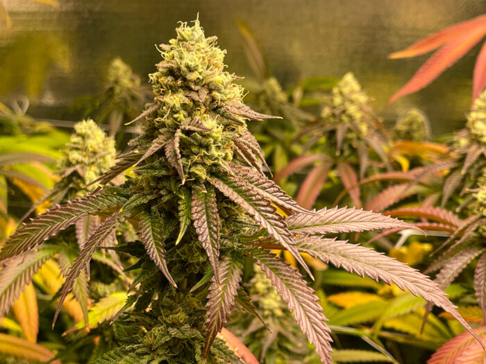 Colorful Cannabis Plants