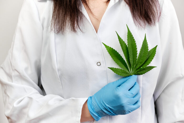 Doctor or scientist holding a cannabis leaf near heart. Legalization of marihuana plants in medicine
