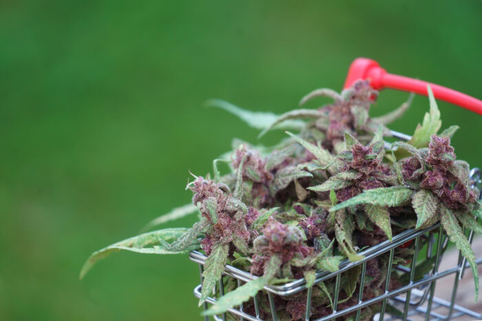 flowering cannabis plant in trolley