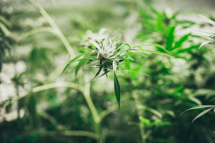 Growing cannabis indoors, hemp cultivation technique. Growing pot in groutent