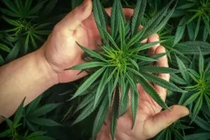 ידיים מחזיקות צמח קנאביס