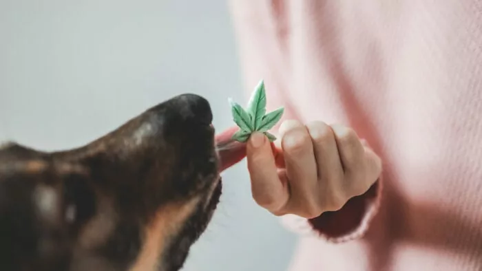 Pet dog cbd candy - Canine licking cannabis edible for anxiety treatment - Alternative medicine