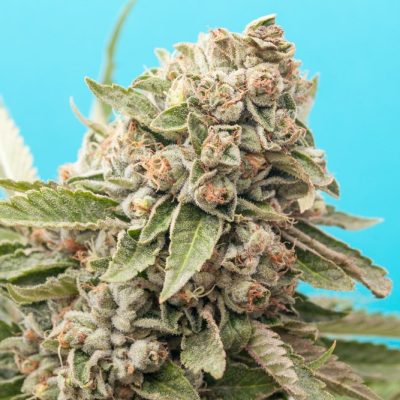 אליאן או.גי Alien OG