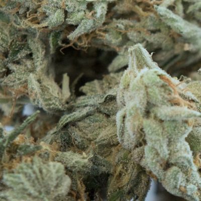 אמנזיה הייז Amnesia Haze