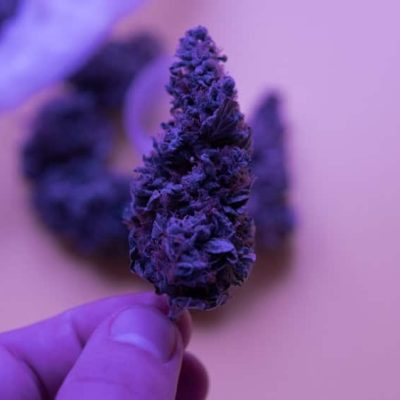 בלו דרים Blue Dream