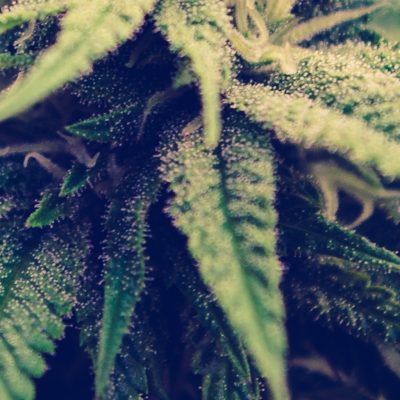גוסט טריין הייז Ghost Train Haze