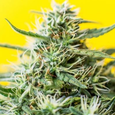 הולי גרייל קוש Holy Grail Kush