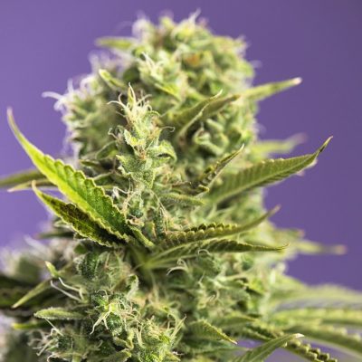 סופר סקאנק Super Skunk